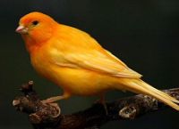 canary Avatar