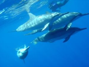 delfinek róluk és látásukról