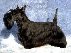skot_terrier1.jpg