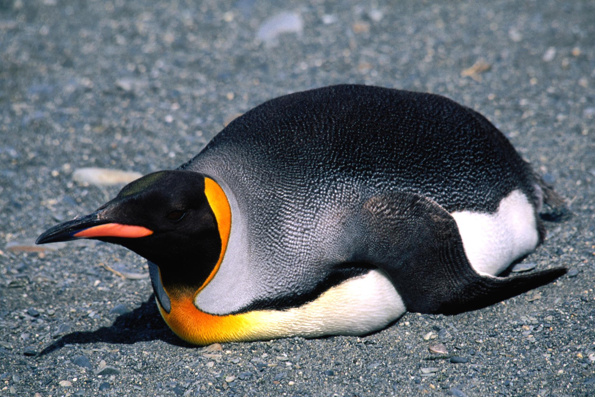 pingvin